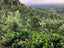 Mexico - Siltepec
