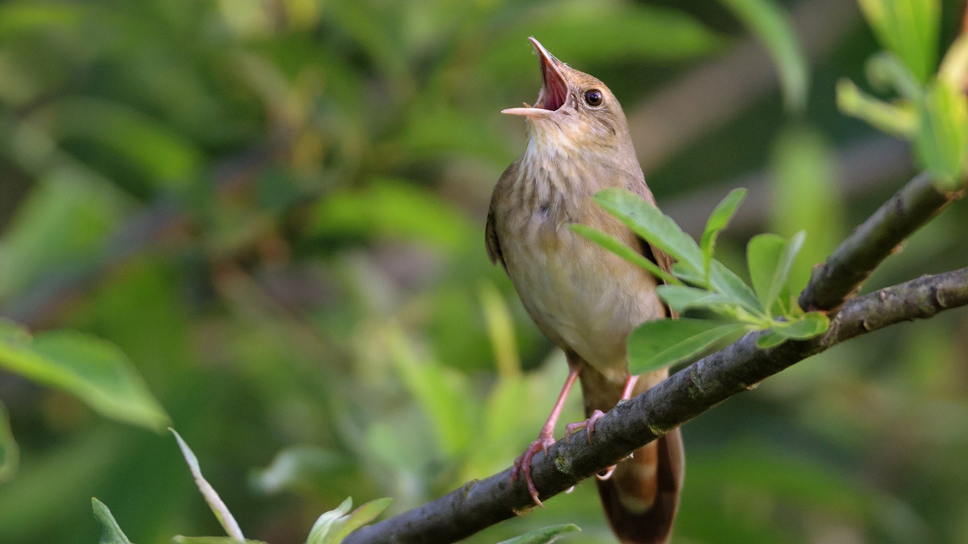 Bird-Friendly Coffee Certification