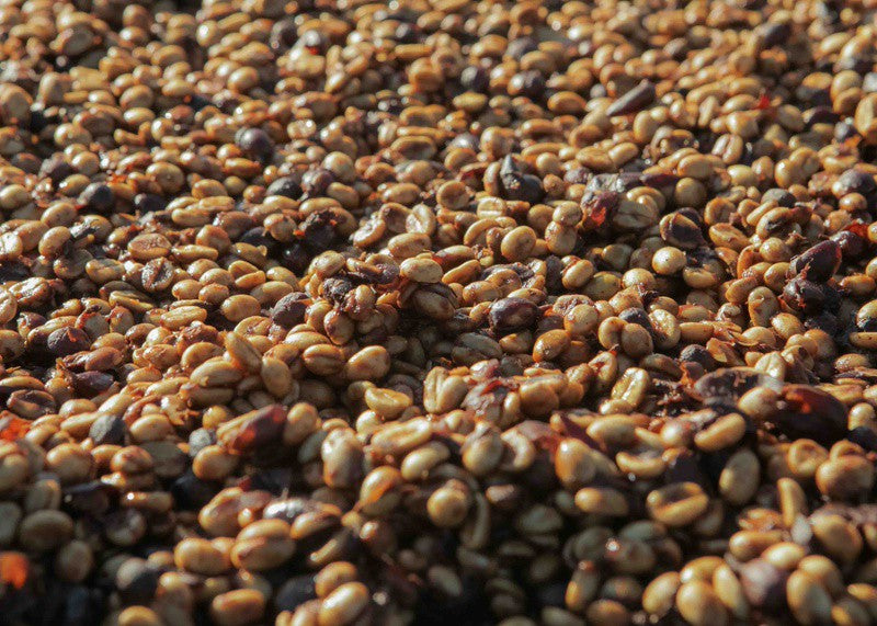 How Fermentation Time Affects Coffee Flavor | YIELD Coffee Roasters
