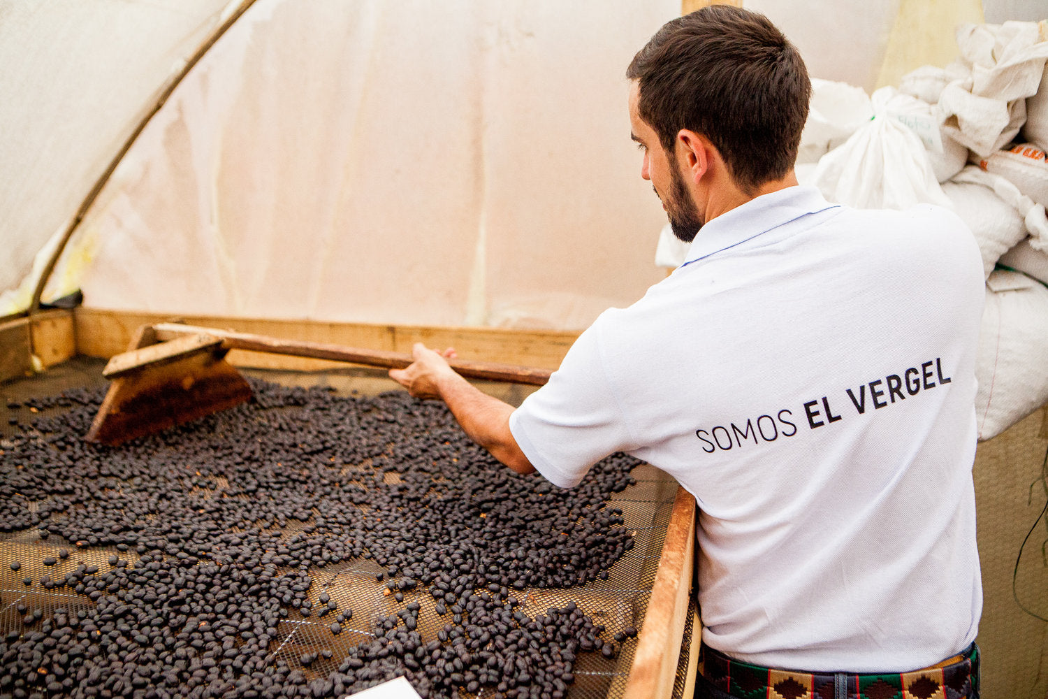 Washed vs. Natural Coffee