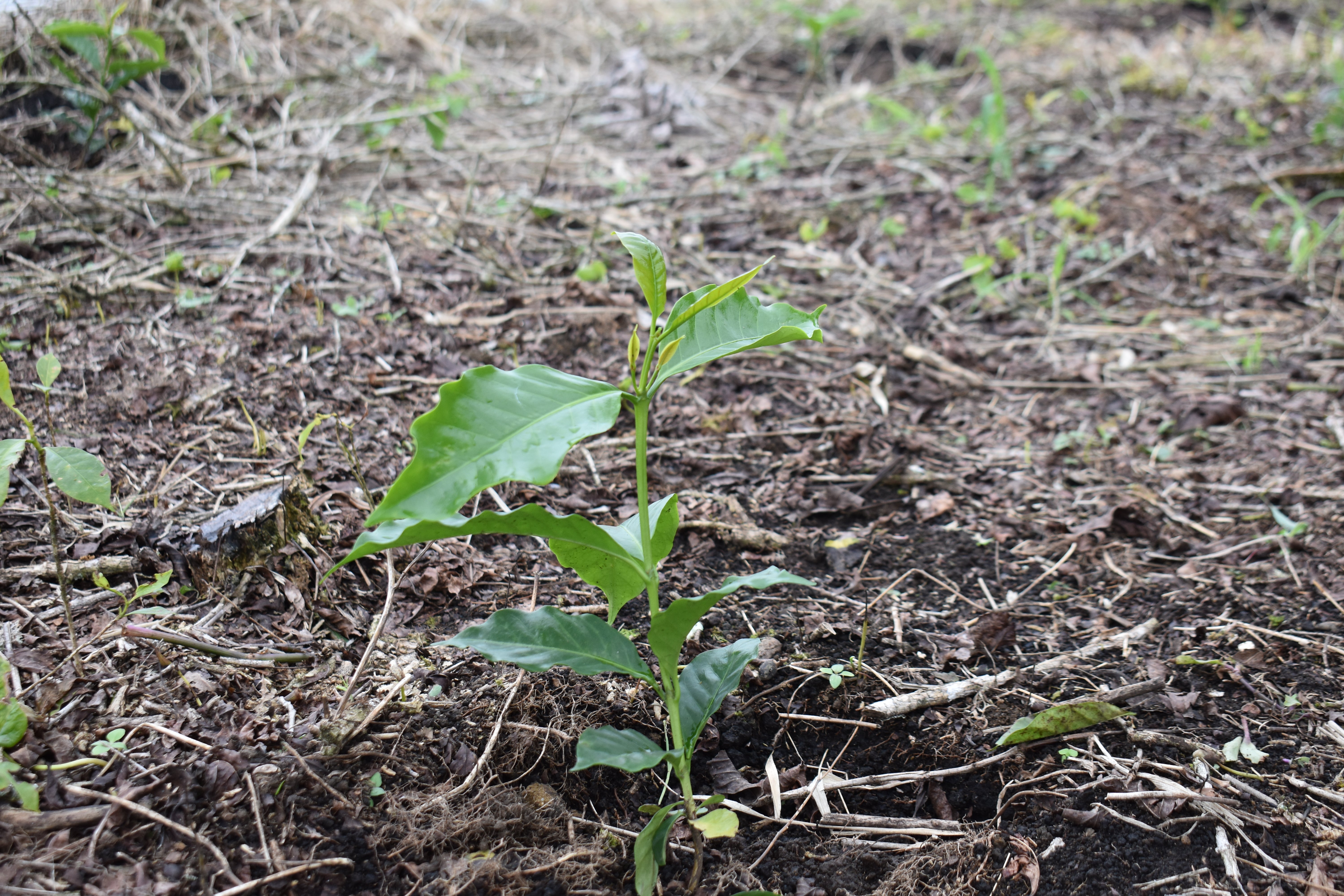 Coffee from Seed to Cup
