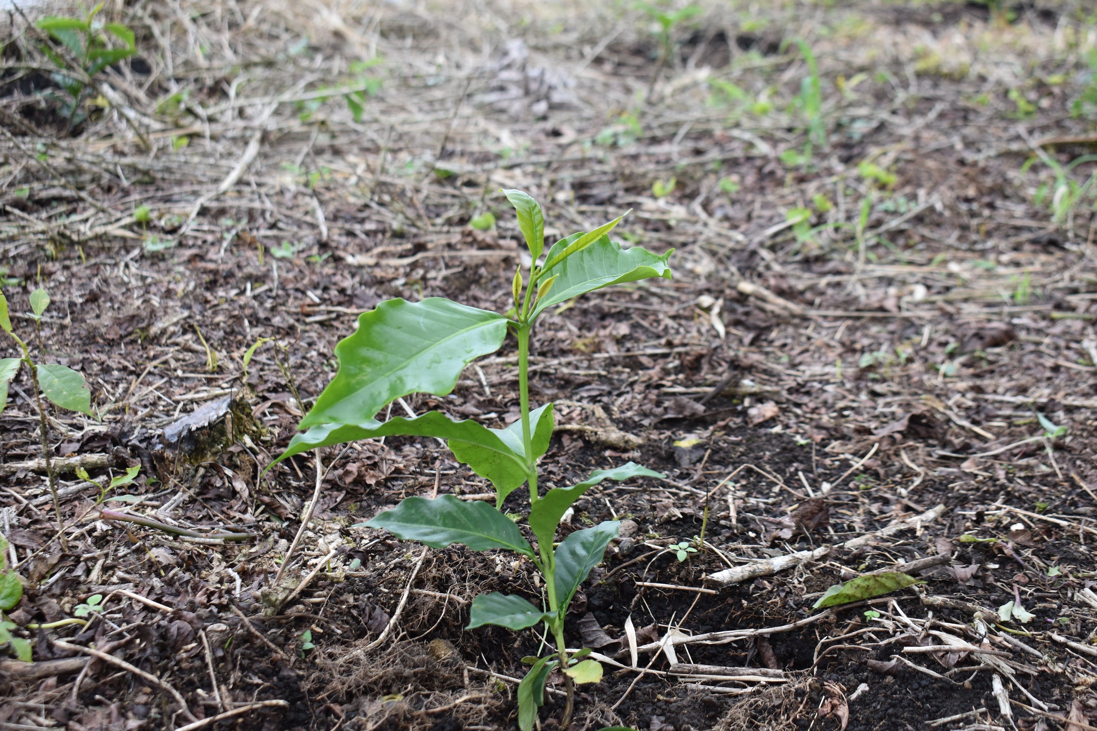 Coffee from Seed to Cup