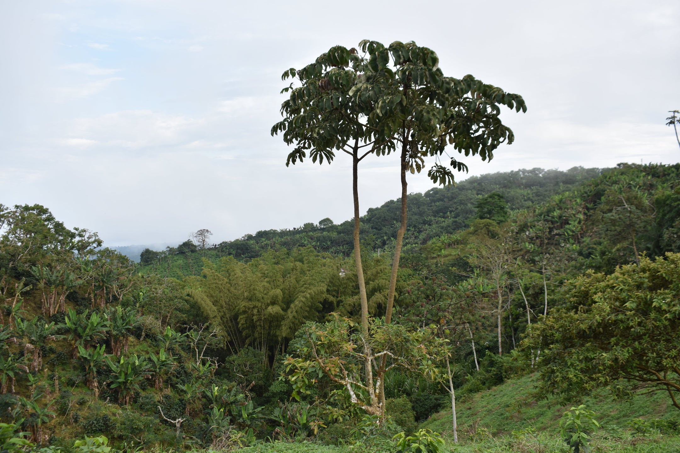 Bird-Friendly Coffee Certification
