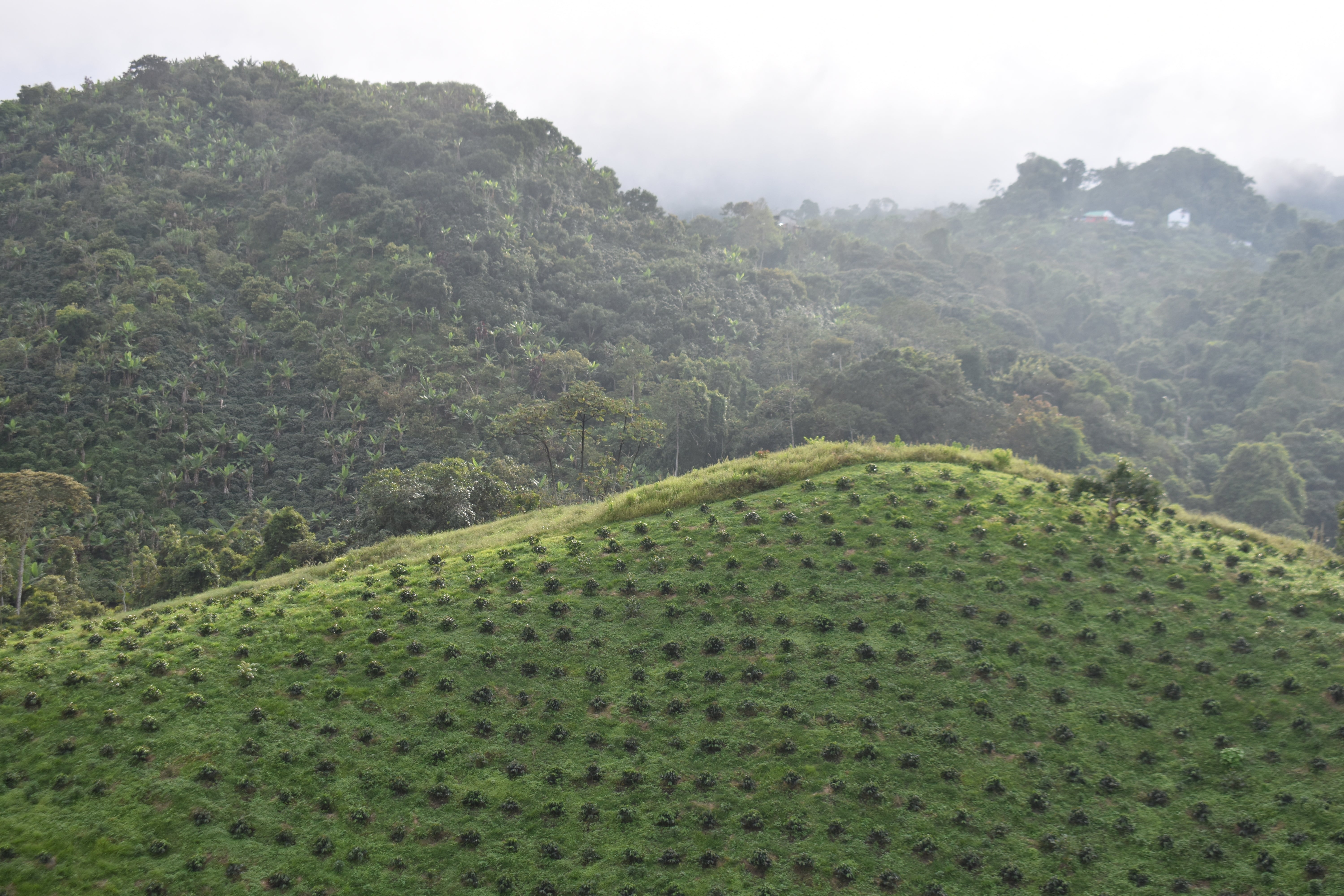 Where Does Coffee Grow? Origins, Elevations & Flavor