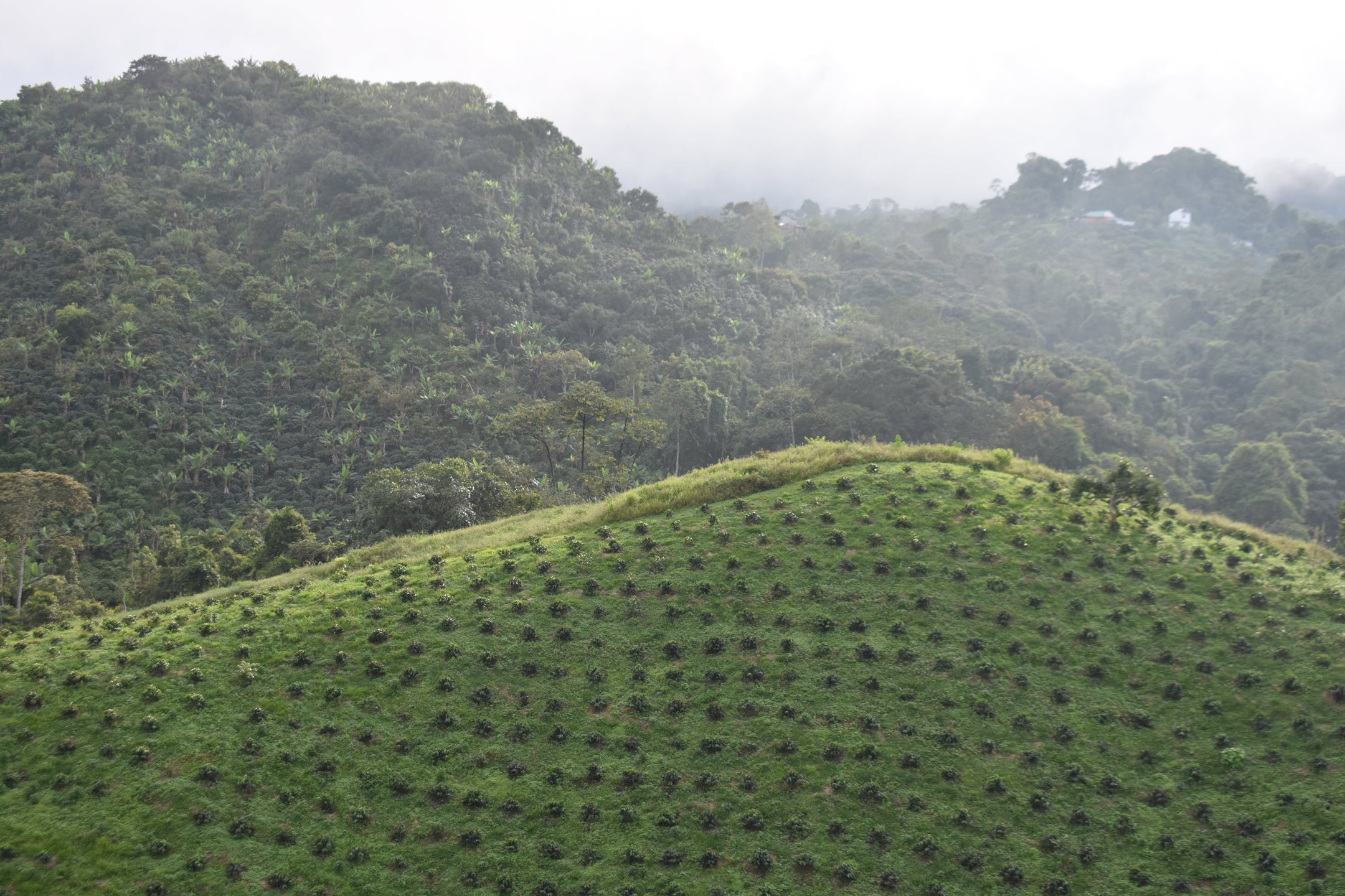 Where Does Coffee Grow? Origins, Elevations & Flavor