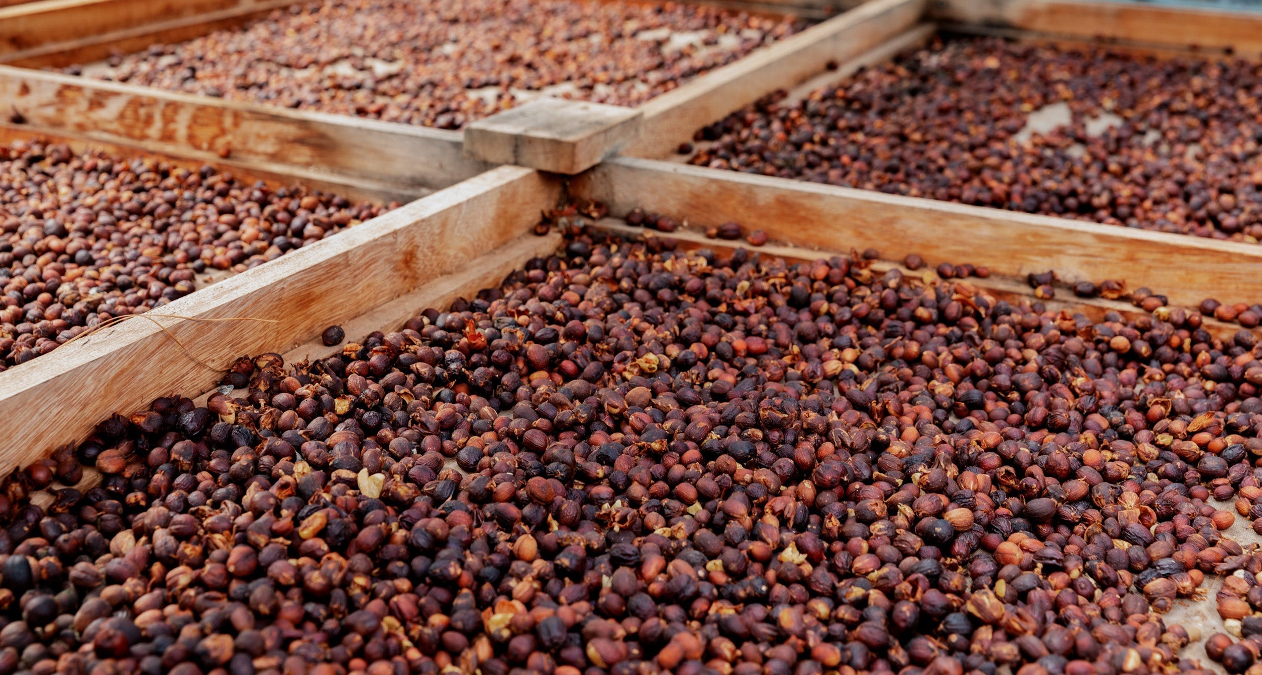 Anerobic Coffee Fermentation