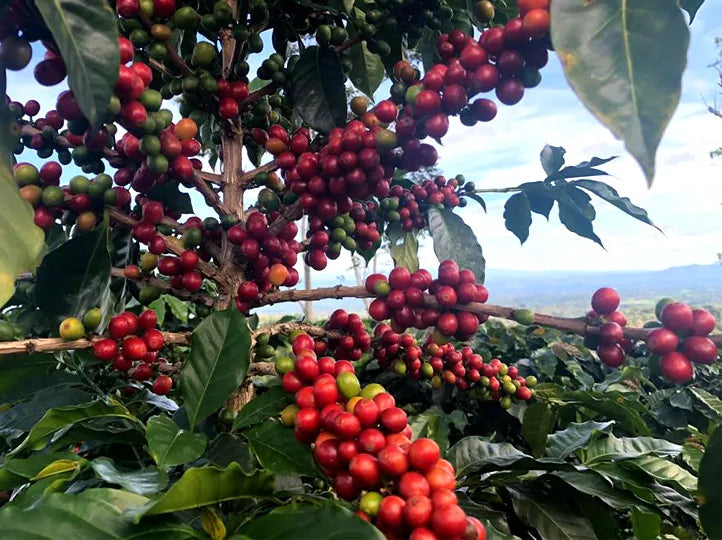 Where Does Coffee Grow? Origins, Elevations & Flavor