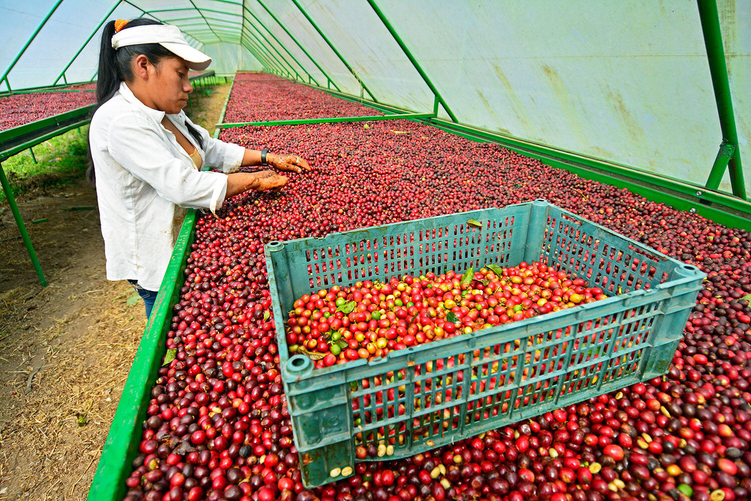 Coffee Cherry Stages