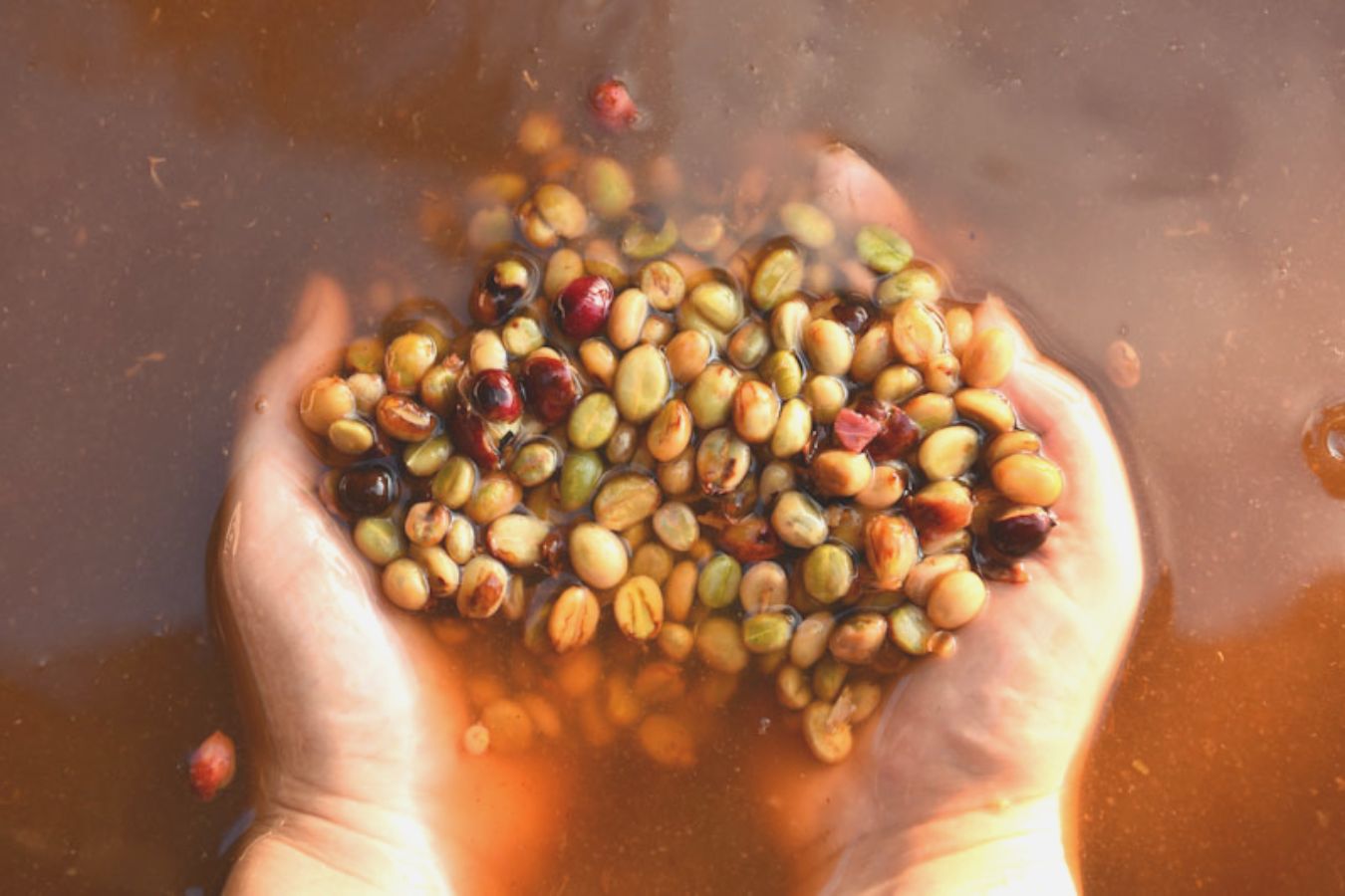 How Fermentation Time Affects Coffee Flavor | YIELD Coffee Roasters