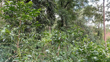 Ethiopia - Shakiso (Previously Two Brothers)