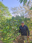 Mexico - Siltepec