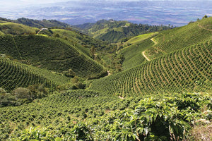 Colombia - Decaf - Yield Coffee Roasters