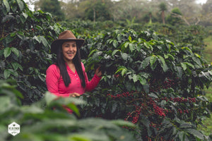 Honduras - Finca Deborah - Yield Coffee Roasters