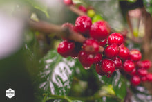 Honduras - Finca Deborah - Yield Coffee Roasters