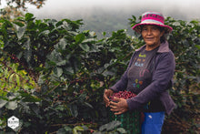 Honduras - Finca Deborah - Yield Coffee Roasters