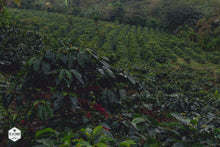 Honduras - Finca Deborah - Yield Coffee Roasters
