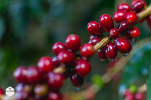 Honduras - Finca El Conejo - Yield Coffee Roasters