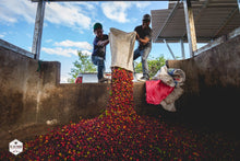 Honduras - Finca El Conejo - Yield Coffee Roasters