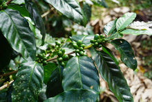 Nicaragua - Café Diego - Yield Coffee Roasters